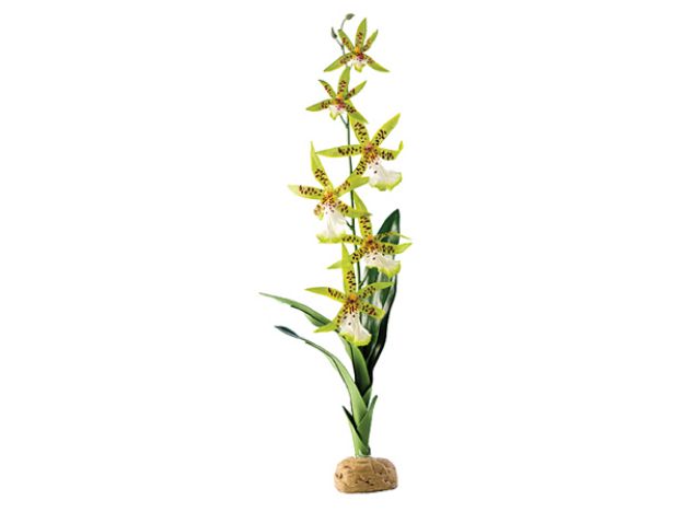 Picture of Rostlina EXO TERRA Spider Orchid 45 cm 