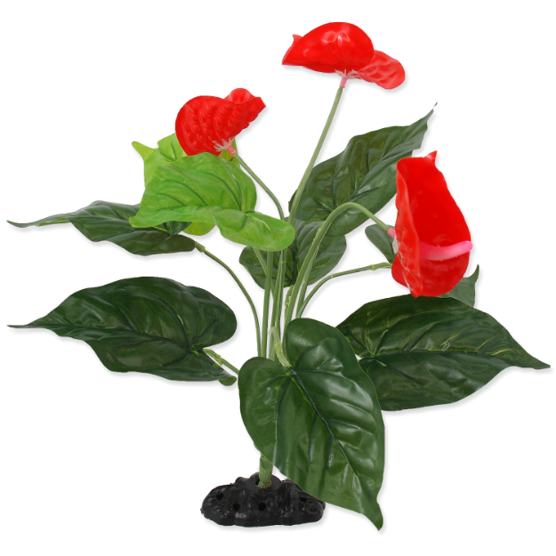 Rostlina REPTI PLANET kvetoucí Anthurium 40 cm 